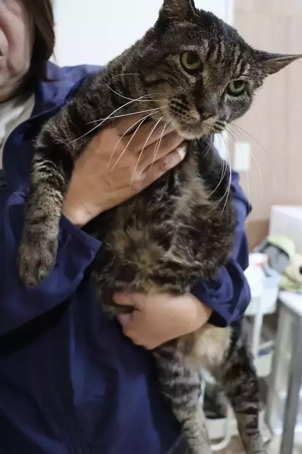 「保護動物の未来が変わる？　話題の『推し活支援』サービスが…【独自取材】」の画像