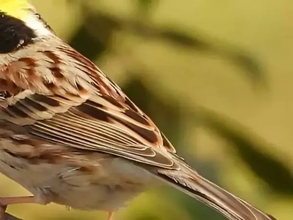 冬山に舞い降りた『仮面のプリンス』　野鳥愛好家が収めた1枚に「イケメン！」