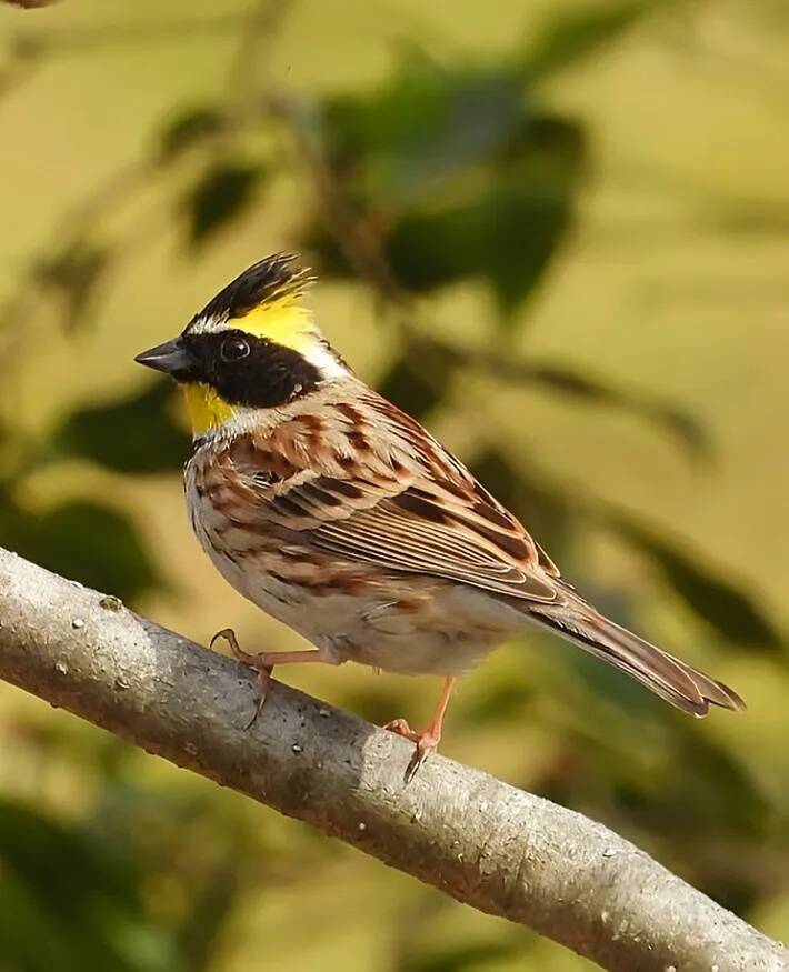冬山に舞い降りた『仮面のプリンス』　野鳥愛好家が収めた1枚に「イケメン！」