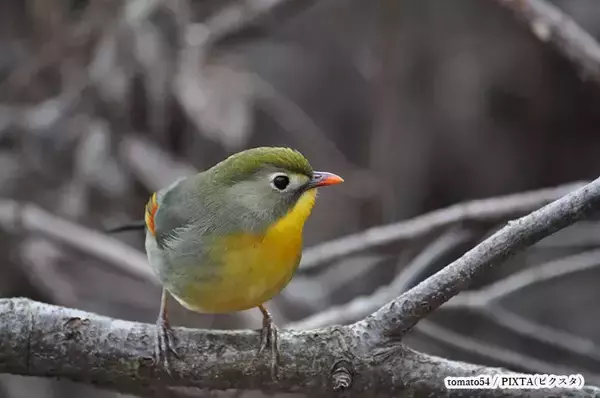 「冬山に舞い降りた『仮面のプリンス』　野鳥愛好家が収めた1枚に「イケメン！」」の画像