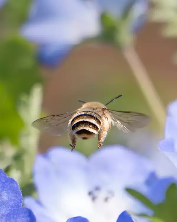 「カメラマン「プーさんが飛んでた」　ネモフィラ畑での１枚に「愛おしいにもほどがある」」の画像