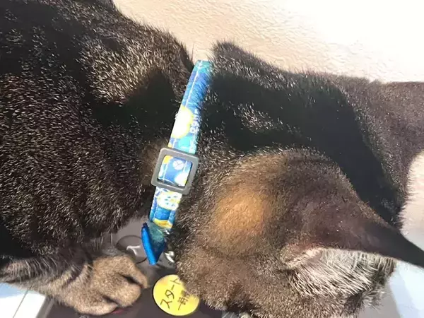 飼い主「どうしてそうなった」　叫び声を上げながら爆走する猫に「思わず笑った」「これは二度見するわ」