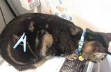 「飼い主「どうしてそうなった」　叫び声を上げながら爆走する猫に「思わず笑った」「これは二度見するわ」」の画像2