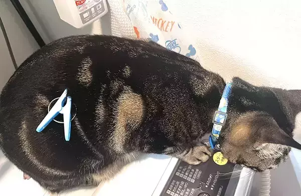 「飼い主「どうしてそうなった」　叫び声を上げながら爆走する猫に「思わず笑った」「これは二度見するわ」」の画像