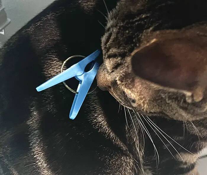 飼い主「どうしてそうなった」　叫び声を上げながら爆走する猫に「思わず笑った」「これは二度見するわ」
