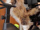 「フィットネスバイクに乗る猫は「かわいいね」　眼差しは…「イケメン」「気合が違う」」の画像1