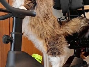 フィットネスバイクに乗る猫は「かわいいね」　眼差しは…「イケメン」「気合が違う」