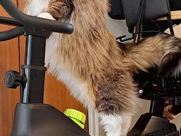 フィットネスバイクに乗る猫は「かわいいね」　眼差しは…「イケメン」「気合が違う」
