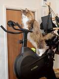 「フィットネスバイクに乗る猫は「かわいいね」　眼差しは…「イケメン」「気合が違う」」の画像2