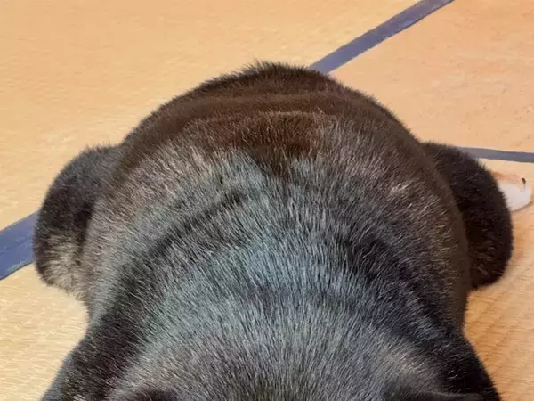 【昼寝中の愛犬】『畳愛』が強すぎる柴犬　くつろぐ姿に「たまらん」「お金持ちの家の絨毯みたい」