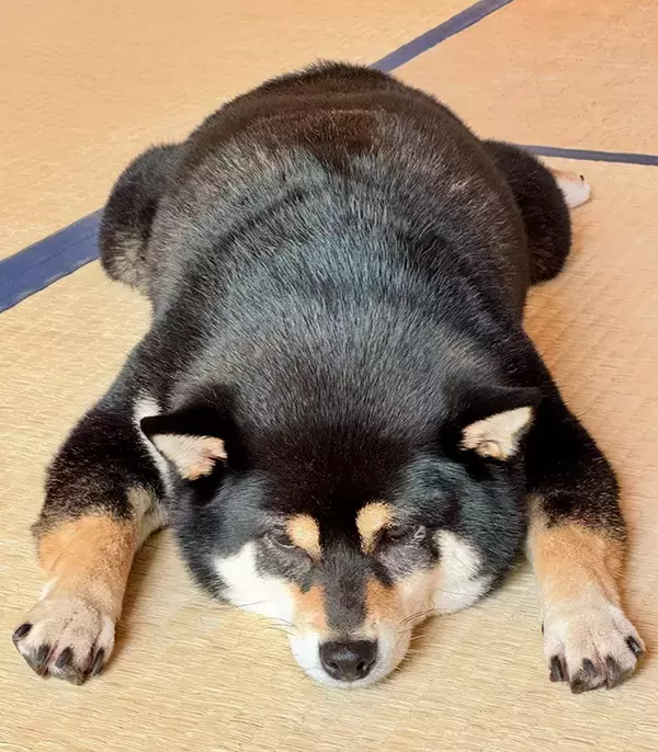 「【昼寝中の愛犬】『畳愛』が強すぎる柴犬　くつろぐ姿に「たまらん」「お金持ちの家の絨毯みたい」」の画像