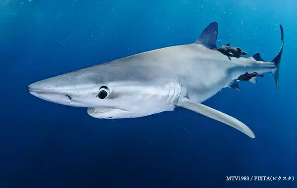 「おでんの『はんぺん』って何でできてるの？　まさかの材料に「ウソでしょ」「知らずに食べてた」」の画像