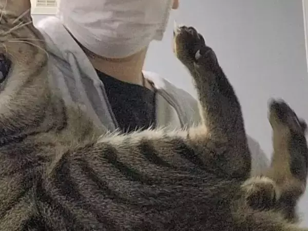 キジトラを抱きしめたら、牙をむいて全力拒否　その顔がコチラ
