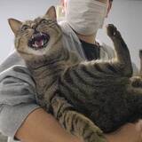 「キジトラを抱きしめたら、牙をむいて全力拒否　その顔がコチラ」の画像2