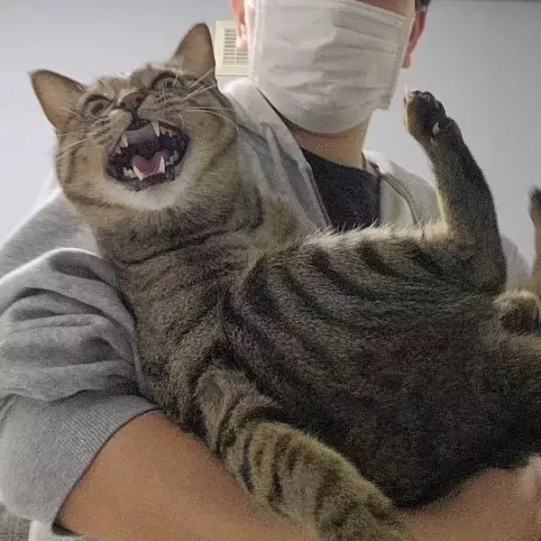 「キジトラを抱きしめたら、牙をむいて全力拒否　その顔がコチラ」の画像