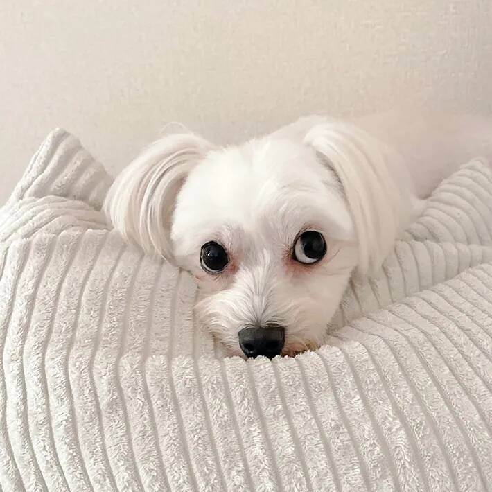 「撮影協力：犬」　愛犬が協力した斬新な撮影方法に「大笑いしちゃった」「天才か」