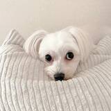 「「撮影協力：犬」　愛犬が協力した斬新な撮影方法に「大笑いしちゃった」「天才か」」の画像4