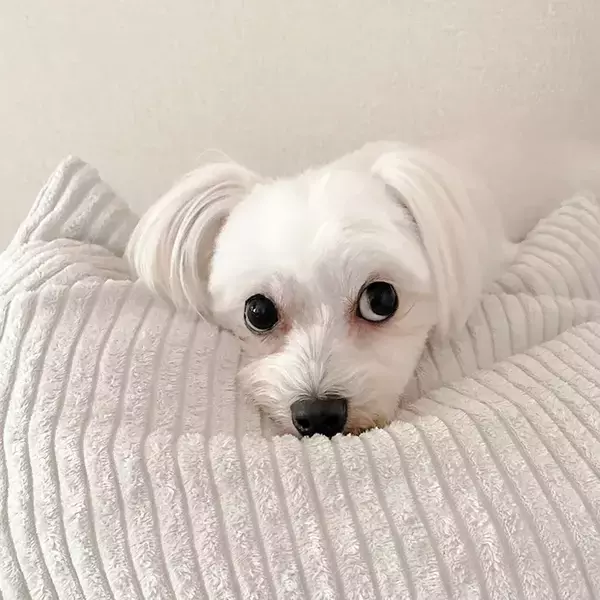 「「撮影協力：犬」　愛犬が協力した斬新な撮影方法に「大笑いしちゃった」「天才か」」の画像