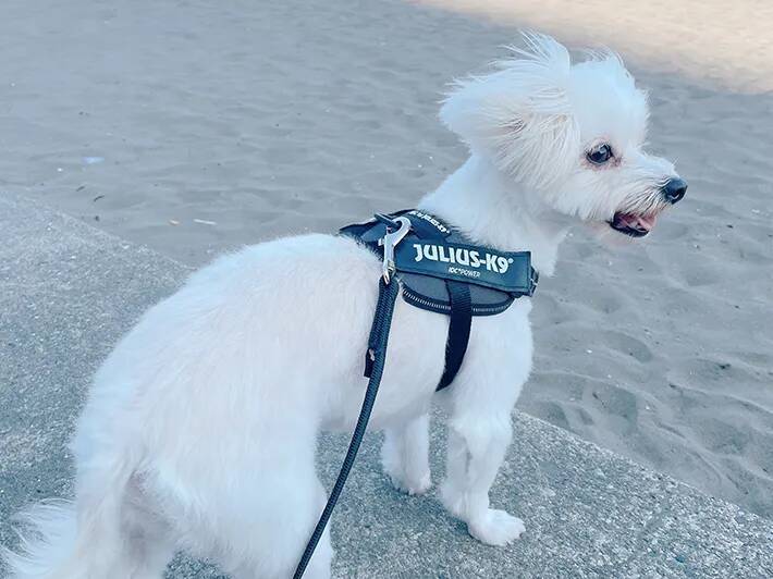 「撮影協力：犬」　愛犬が協力した斬新な撮影方法に「大笑いしちゃった」「天才か」