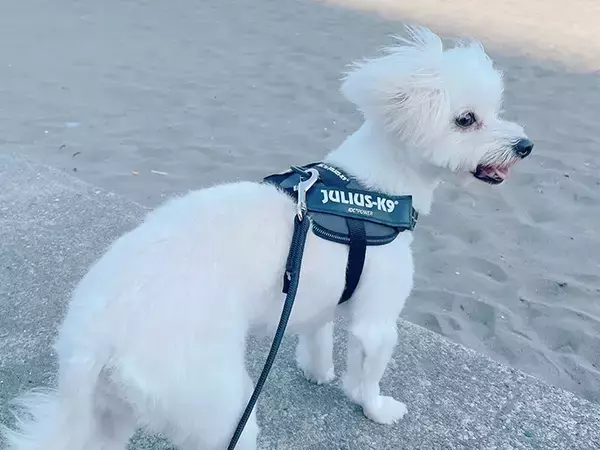 「「撮影協力：犬」　愛犬が協力した斬新な撮影方法に「大笑いしちゃった」「天才か」」の画像