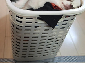 「おかげで家事が進みません」　チワワが寝ていた場所が…「天才」「人類を超えている」