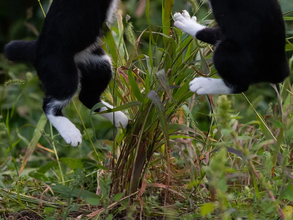 大ジャンプする2匹の猫　目の前にあるモノが…「これは譲れないな」