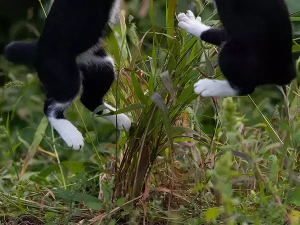 大ジャンプする2匹の猫　目の前にあるモノが…「これは譲れないな」