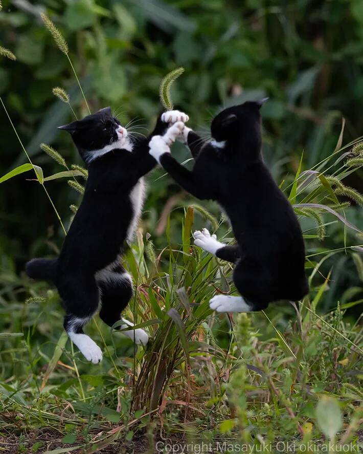 大ジャンプする2匹の猫　目の前にあるモノが…「これは譲れないな」