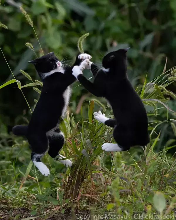 「大ジャンプする2匹の猫　目の前にあるモノが…「これは譲れないな」」の画像
