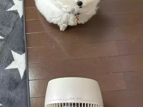 「原型を保てなくなります」　飼い主が思わずこぼした理由がコチラ