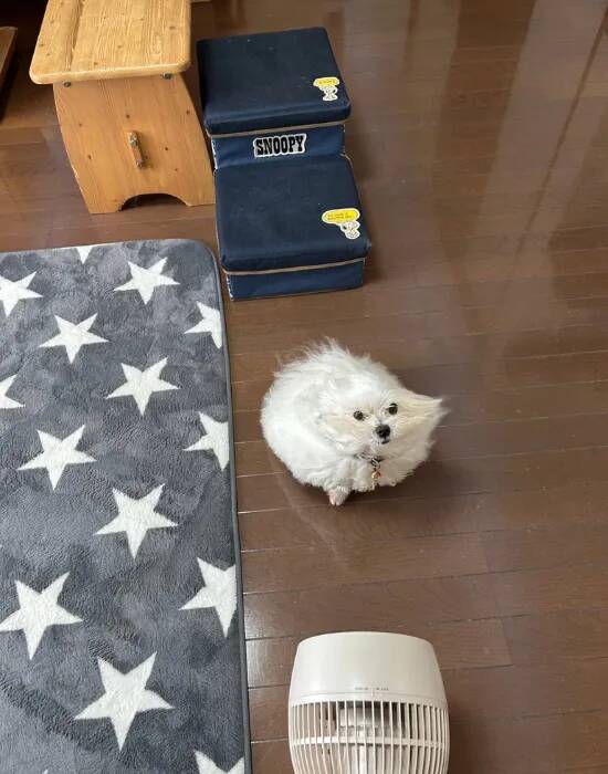 「原型を保てなくなります」　飼い主が思わずこぼした理由がコチラ