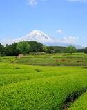 「鮮やかな緑の茶畑とそびえる富士山　1枚の写真に「絶対においしいと確信した」」の画像2