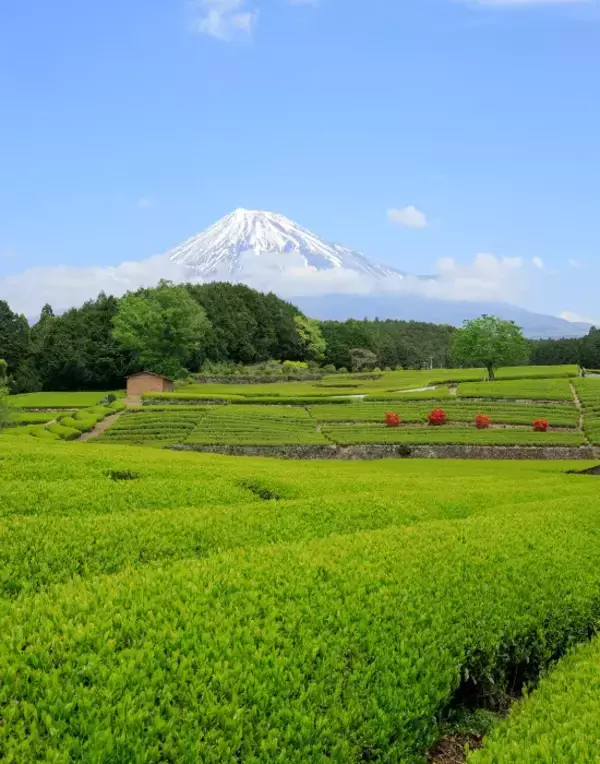 「鮮やかな緑の茶畑とそびえる富士山　1枚の写真に「絶対においしいと確信した」」の画像