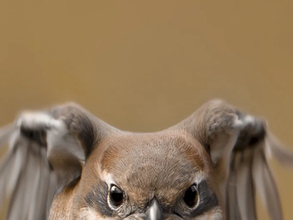 躍動感あふれる『モズの飛翔シーン』が話題　“体型”を見ると…「かわいすぎ！」