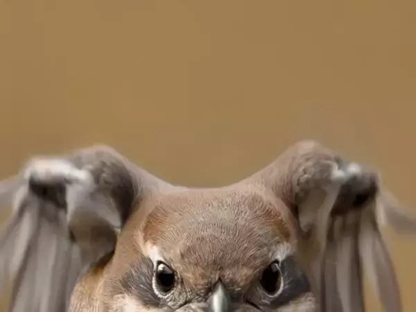 躍動感あふれる『モズの飛翔シーン』が話題　“体型”を見ると…「かわいすぎ！」