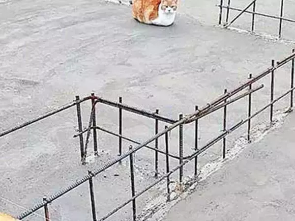 『マイホーム』を建てた女性　母親からの写真に驚いた理由が？