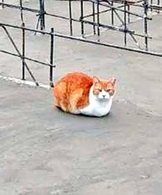 『マイホーム』を建てた女性　母親からの写真に驚いた理由が？