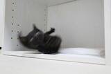 「「躍動感がスゴい」「見ているだけで癒される」子猫が転んだ瞬間に２３万超のいいね！」の画像2