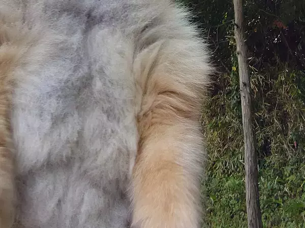 散歩中のポメラニアンに「獣人みたい」　そのワケが？「たくましすぎて吹いた」