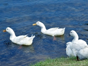 水にもぐるアヒルを見た職人「和菓子にしよう」　完成したものが？「最高」「コレはかわいい」