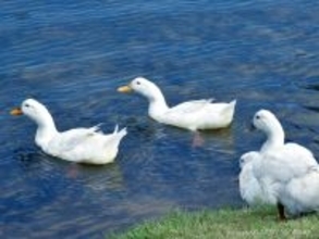 水にもぐるアヒルを見た職人「和菓子にしよう」　完成したものが？「最高」「コレはかわいい」