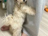「リードを着けていざ散歩へ…のはずが？　子犬が見せた『必死の抵抗』がこちら」の画像1
