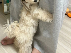リードを着けていざ散歩へ…のはずが？　子犬が見せた『必死の抵抗』がこちら