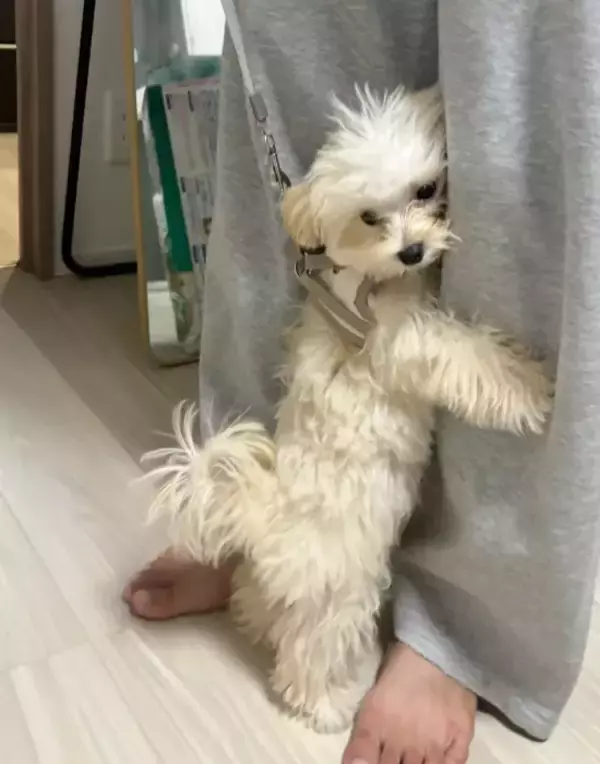 「リードを着けていざ散歩へ…のはずが？　子犬が見せた『必死の抵抗』がこちら」の画像