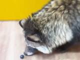 「果実を全然食べられないタヌキ　動画に「どんくさすぎる」「これぞタヌキ」」の画像1