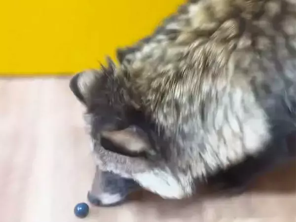 果実を全然食べられないタヌキ　動画に「どんくさすぎる」「これぞタヌキ」