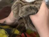 「「動けないやつ」　飼い主の手の中で眠る猫に共感しかない「あるある！」」の画像1