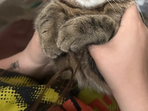 「動けないやつ」　飼い主の手の中で眠る猫に共感しかない「あるある！」