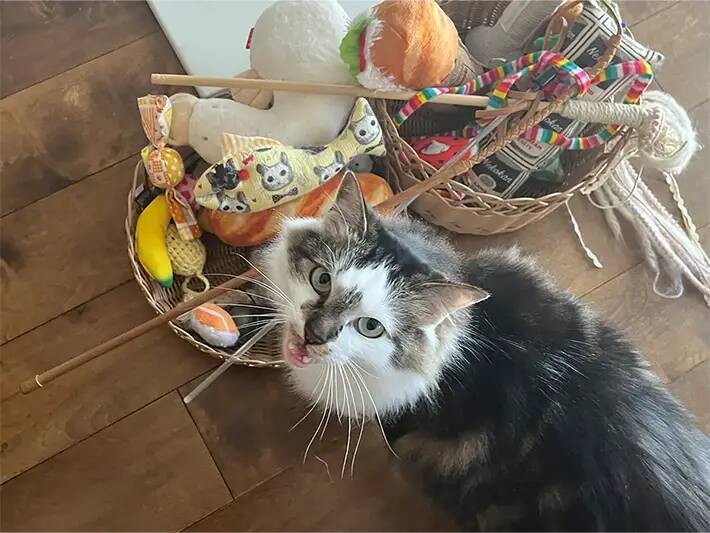 「オモチャどこだっけ」が消えた！　『ダイソー』アイテムで作る猫グッズ収納アイデア