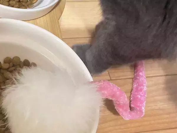 飼い主「どうしてなの」　ご飯を食べる愛猫の、隣にあるのは…